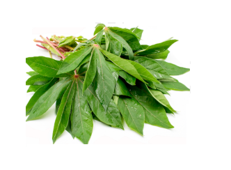 Cassava Shoots/Pucuk Ubi Kayu 木薯芽