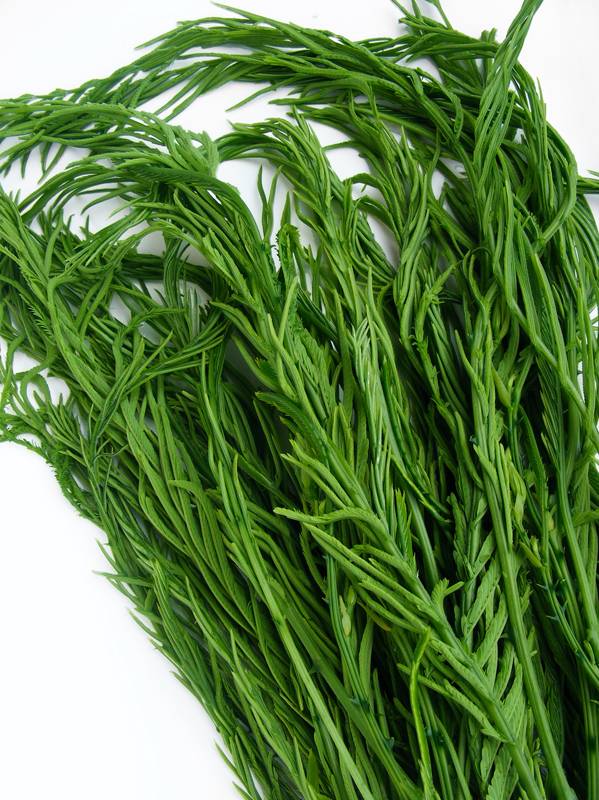 Cha-Om 羽叶金合欢