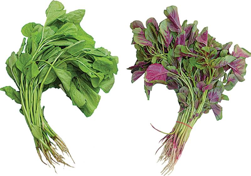 Green Bayam 青元菜、苋菜