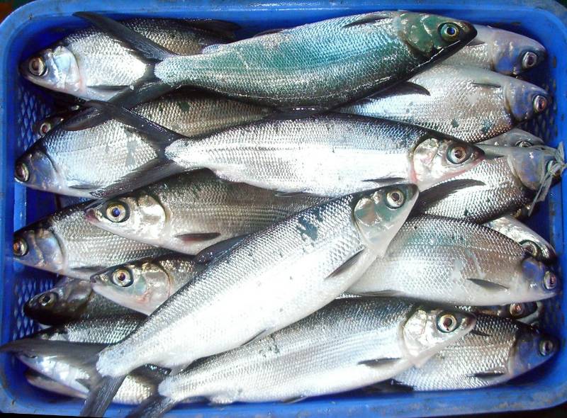 MILK FISH (പൂമീൻ)