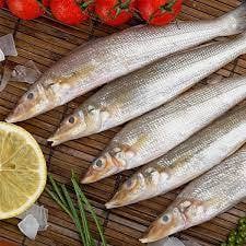 LADY FISH (പൂവൻ)