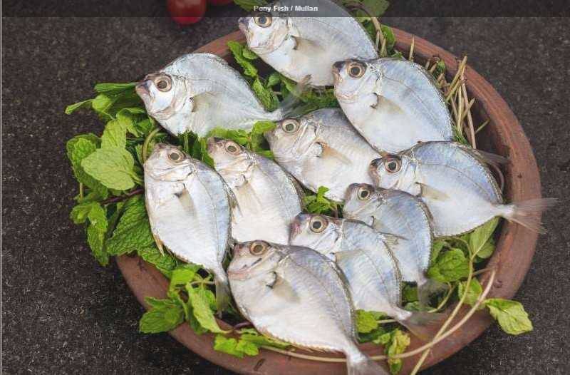 PONNY FISH (മുള്ളൻ)