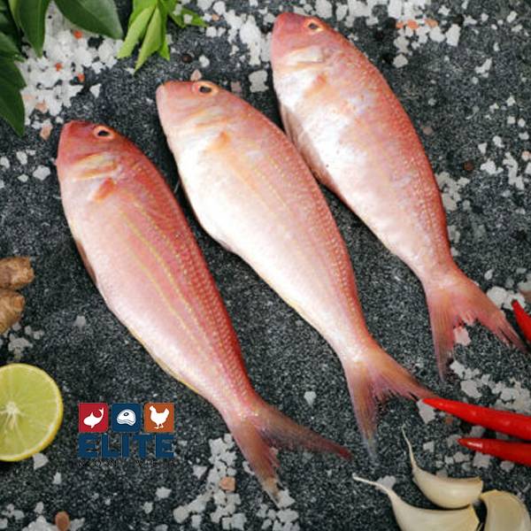 PINK PERCH (കിളിമീൻ)