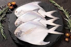 SILVER POMFRET (വെളുത്ത ആവോലി)