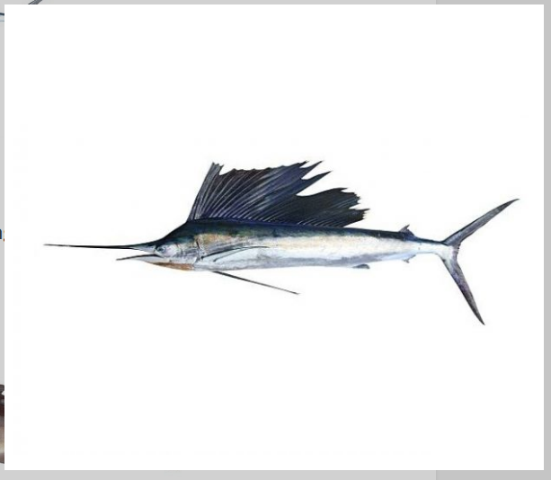 SAILFISH  (ഓല മീൻ)