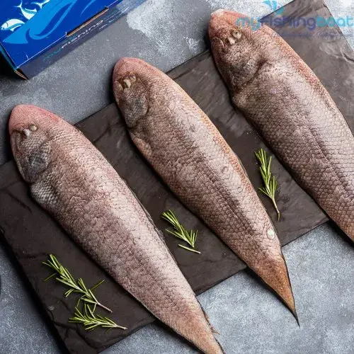 SOLE FISH (നങ്ക്)