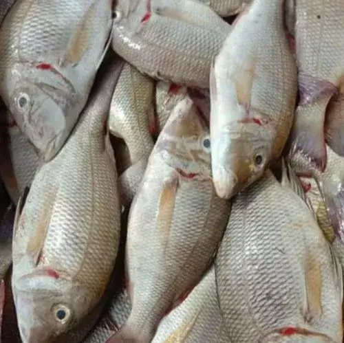 EMPEROR FISH (വിള മീൻ)