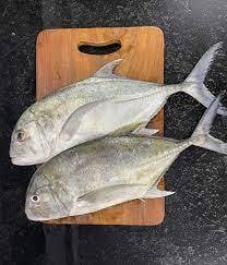 TREVALLY  (വറ്റ)