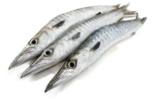 Barracuda (ശീലാവ്)