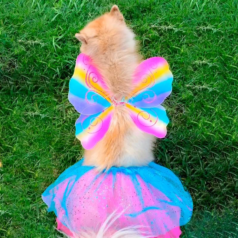 Disfraz de Mariposa perros