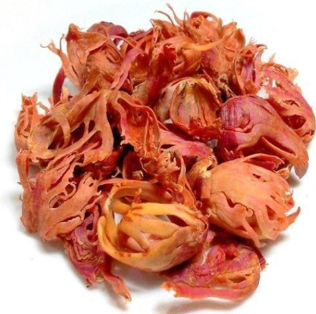 JAPATHRI 20G