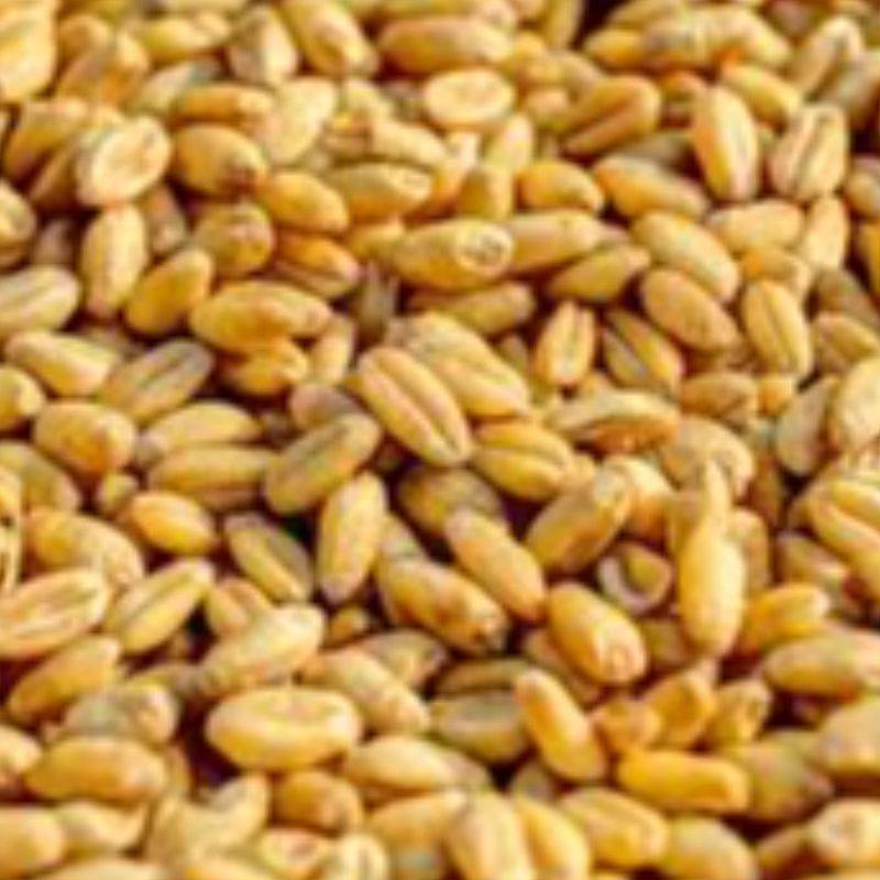 GODUMALU