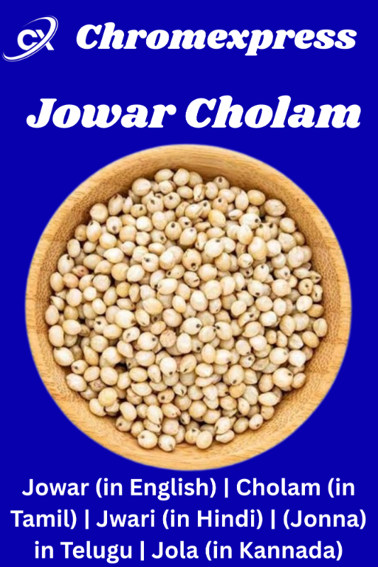 Jowar cholam - Jowar (in English) | Cholam (in Tamil) | Jwari (in Hindi) | (Jonna) in Telugu | Jola (in Kannada)