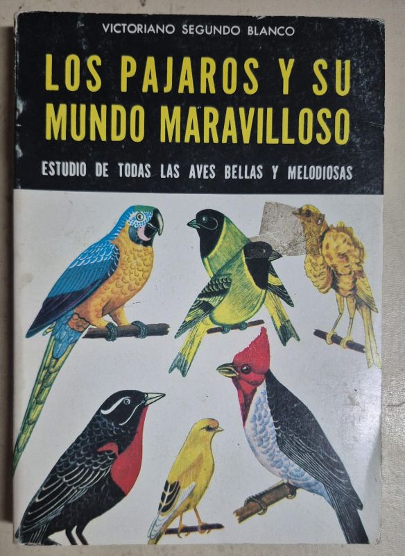 Los pájaros y su mundo maravilloso