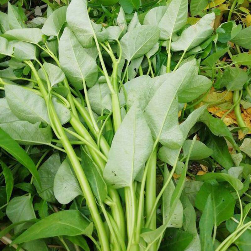 Rau Muống Lá To