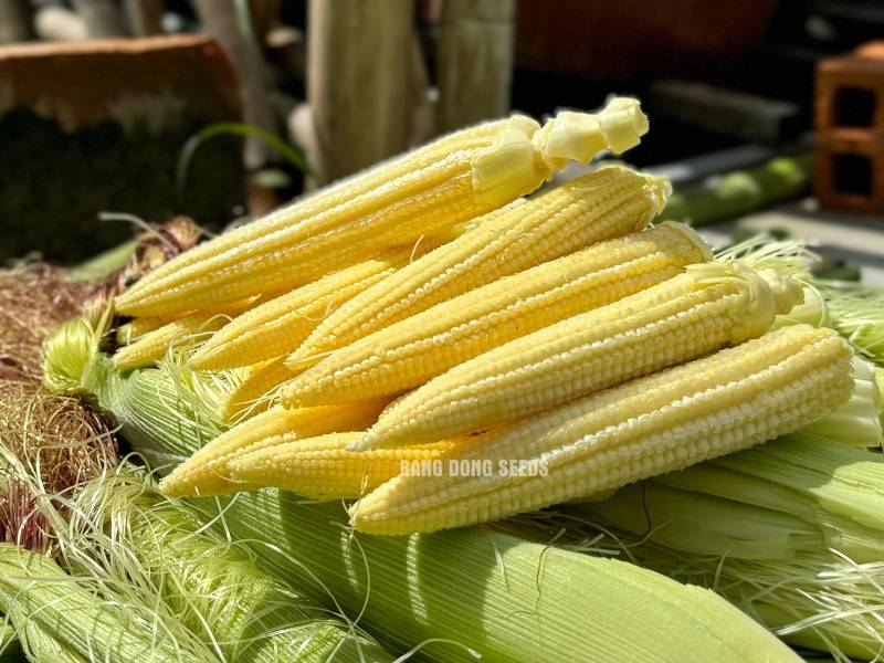 Ngô Bao Tử [ Baby Corn ]