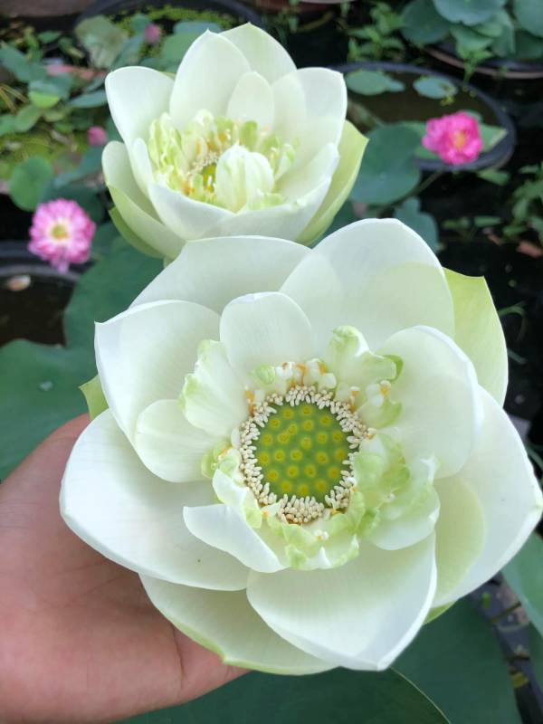 Sen Sữa Dừa