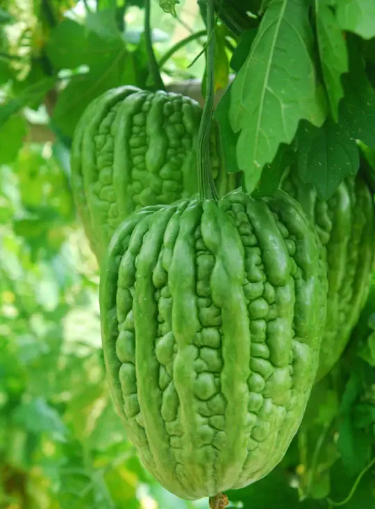 Khổ Qua Trái Tim Xanh