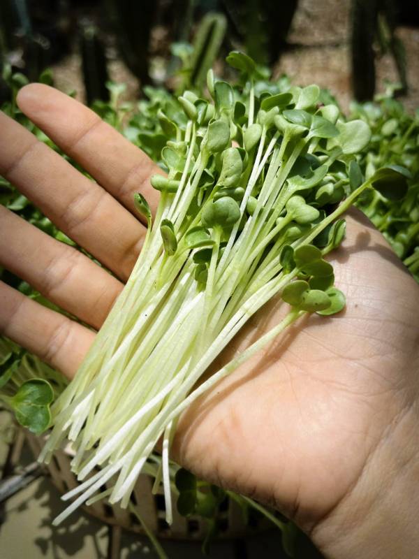 Rau Mầm Củ Cải Trắng