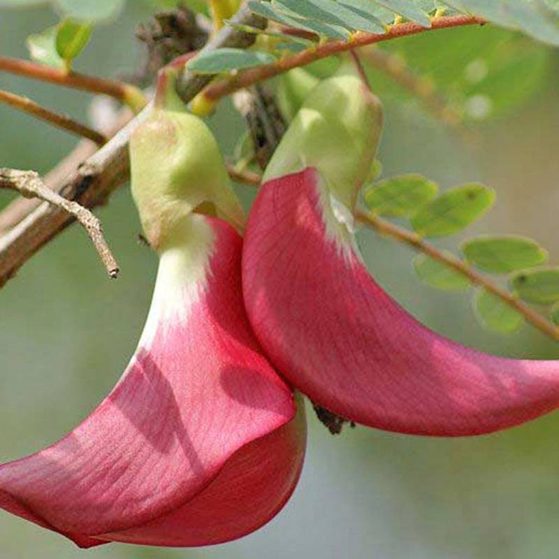 So Đũa Thái Đỏ
