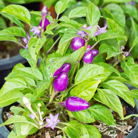 Ớt Quả Tím Lai F1 [ Violet 729 ]