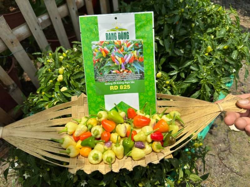 Ớt Kiểng Ngũ Sắc RD825
