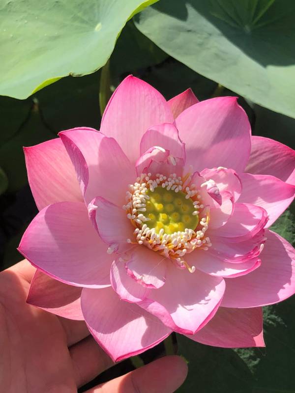 Sen Môi Hồng Xứ Quảng