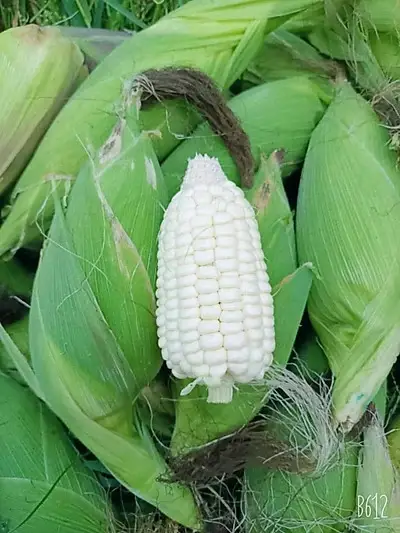 Bắp Nếp Nù