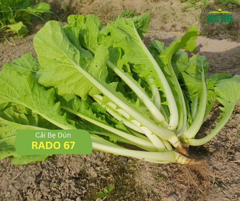Cải Bẹ Dún RD67