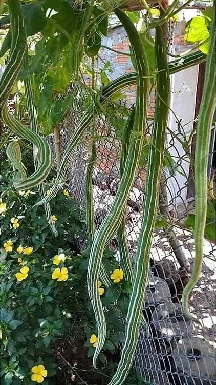 Mướp Rắn Siêu Dài