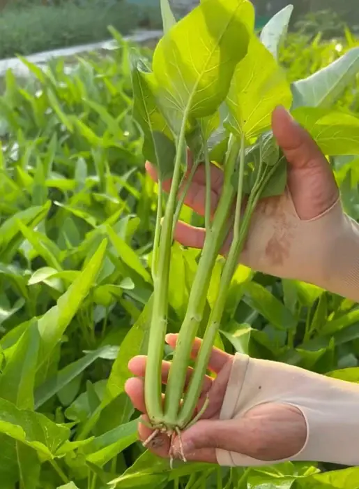 Rau Muống Ba Chạc