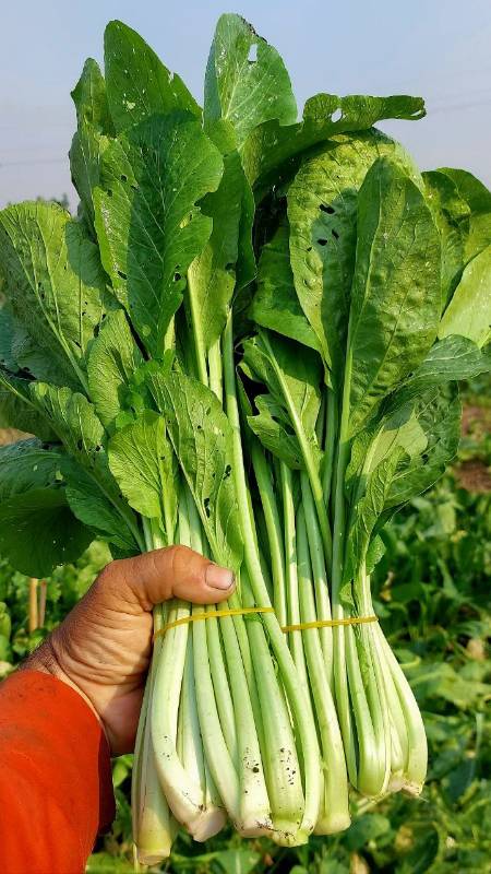 HẠT GIỐNG CẢI NGỌT KHỔNG LỒ