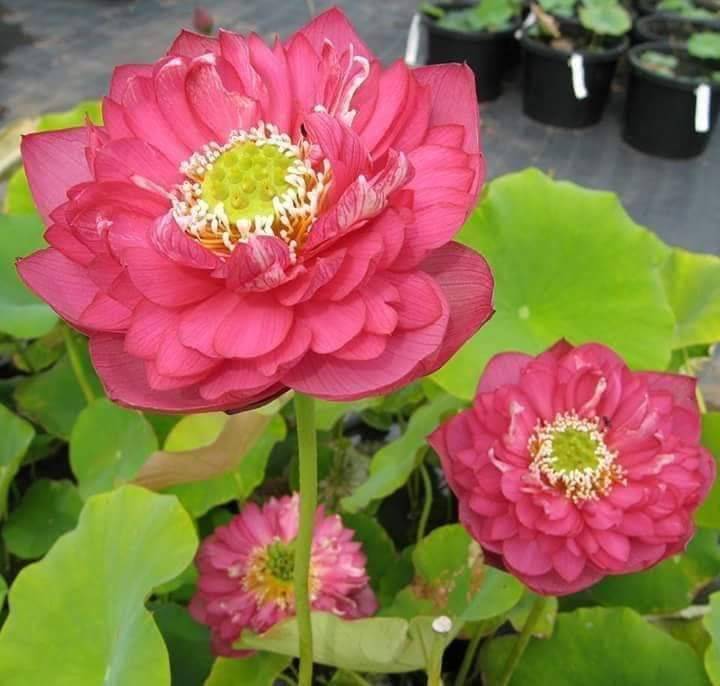 Sen Bách Điệp Thái Lan