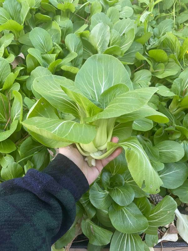 Cải Thìa RD77