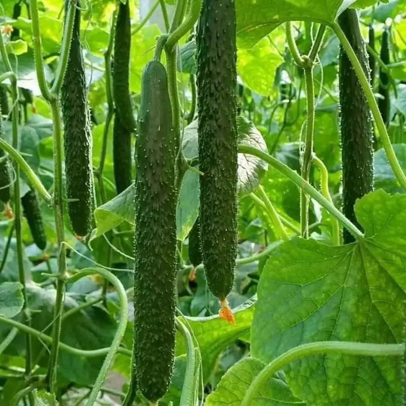 Dưa Chuột Kiếm [ Katrina 240 ]