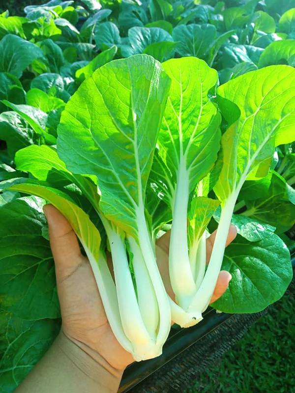 Cải Bẹ Trắng RD725