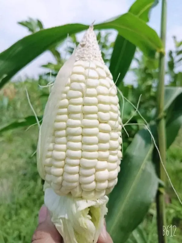 Bắp Nếp Nù