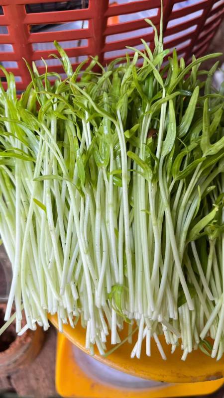 Rau Mầm Rau Muống