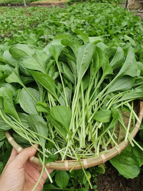 Mã Đề RD359