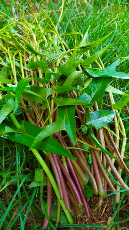 Rau Muống Đồng Cọng Tím