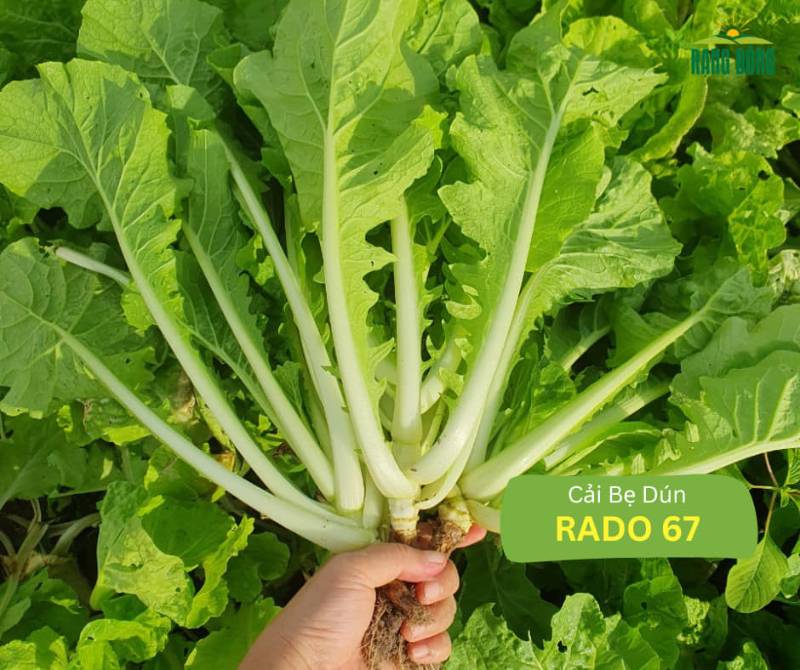 Cải Bẹ Dún RD67