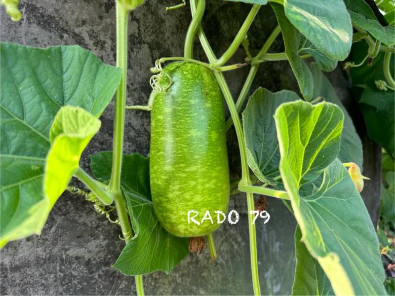 Bầu Sao Trái Ngắn RD79