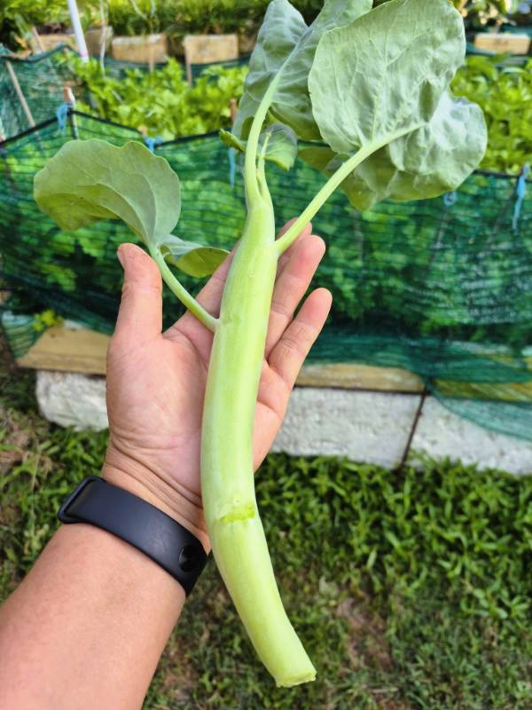 Cải Rổ RD305