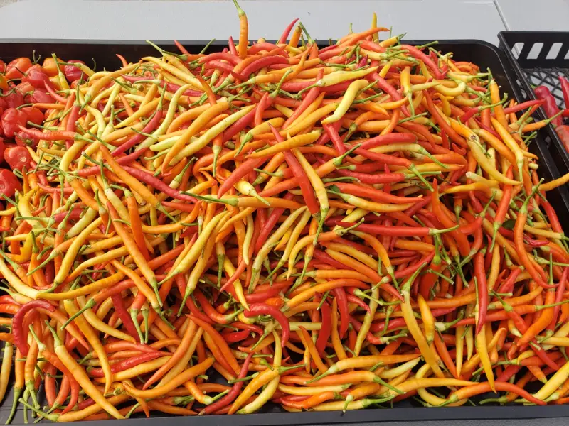 Ớt Lào [ H'Mong Pepper ]