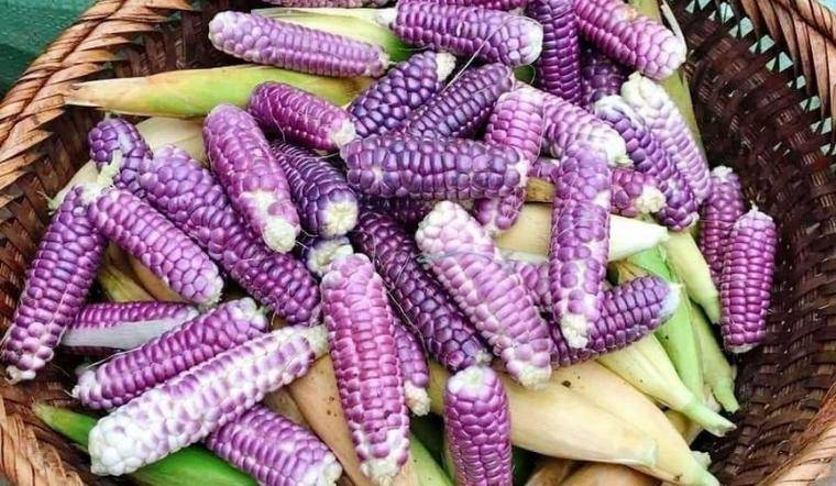 Bắp Tím Dẻo H'Mong