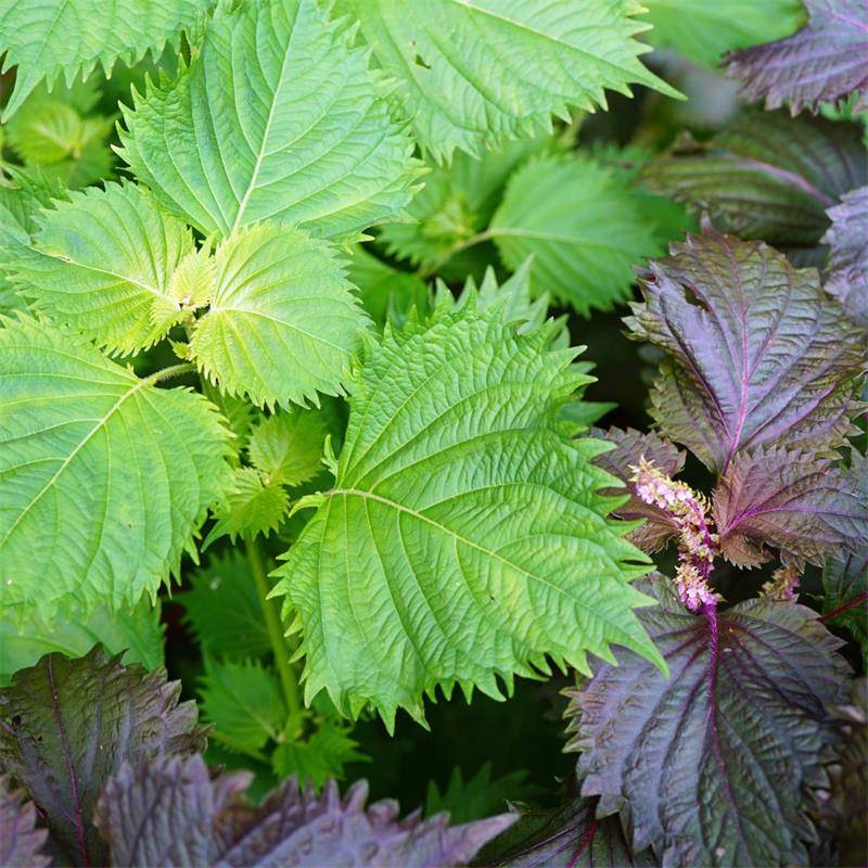Tía Tô Nhật [ Shiso 113 ]