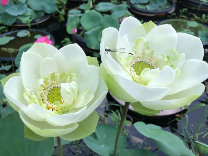 Sen Sữa Dừa