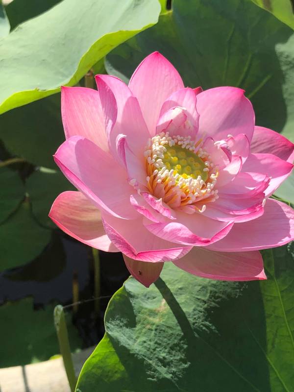 Sen Môi Hồng Xứ Quảng