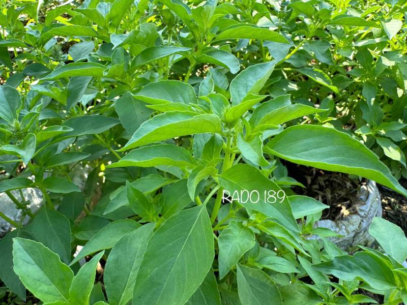 Rau Thơm Sả ( É Trắng ) RD189