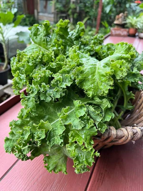 Cải Xoăn Kale RD686